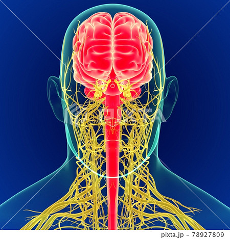3D Illustration Human Brain with Nerves System Anatomy 3D 78927809