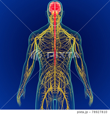 3D Illustration Human Brain with Nerves System Anatomy 3D 78927810