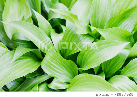 young succulent green large leaves young succulent green large leaves 78927939