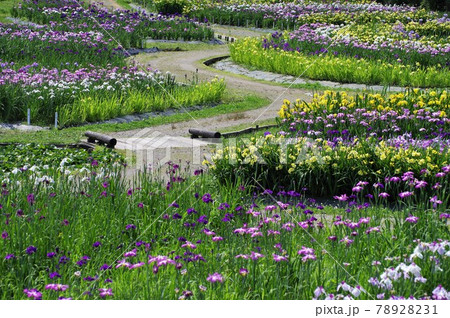 満開の五十公野公園あやめ園 78928231