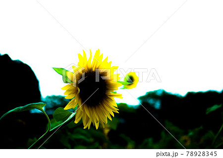 冷夏風ひまわり 冷夏風ひまわり 78928345