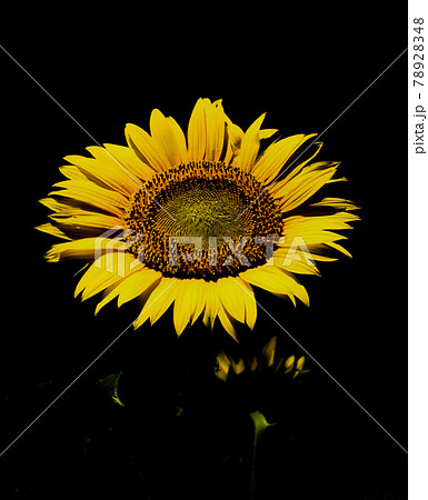 冷夏風ひまわり 冷夏風ひまわり 78928348