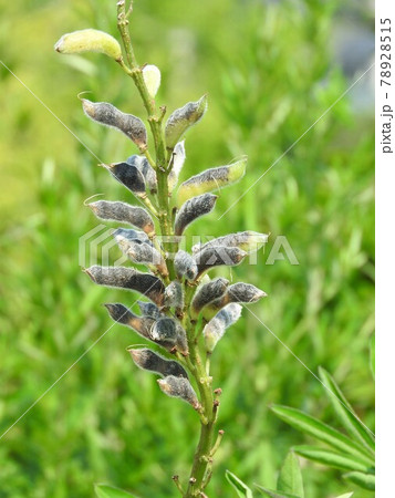 塔状に咲く「ルピナス」の果実 78928515