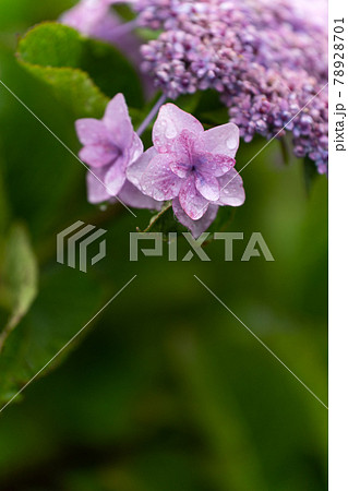 雨の日の紫陽花のクローズアップ 雨の日の紫陽花のクローズアップ 78928701