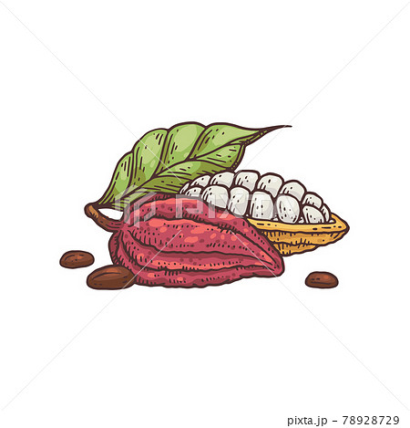 Open and closed cocoa fruits, hand drawn engraving vector illustration isolated. 78928729