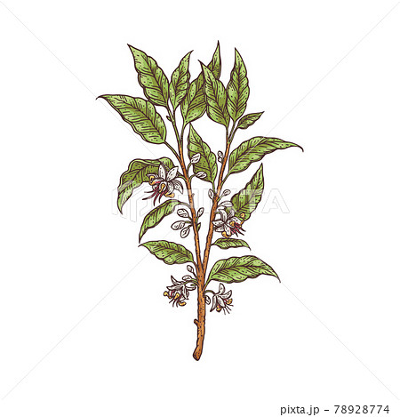 Fresh Branch Of Cocoa Plant With Flowers Stock Illustration