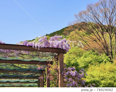 丹沢　県立戸川公園　藤の花と新緑の山2 78929082