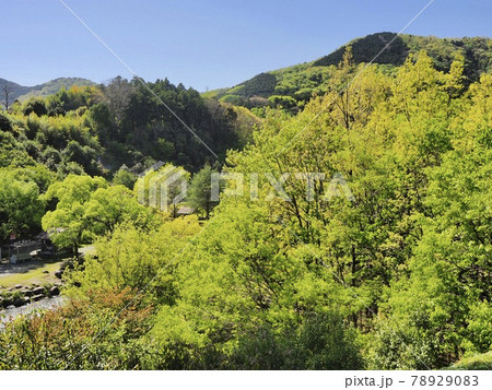 丹沢　秦野戸川公園の新緑の山2 78929083