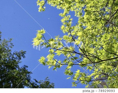 丹沢 水無川 イタヤカエデの新芽と花1の写真素材