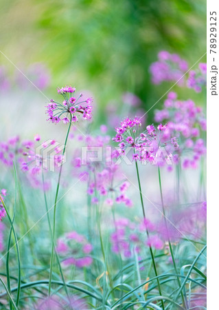 ラッキョウの花 (鳥取県北栄町) ラッキョウの花 (鳥取県北栄町) 78929125