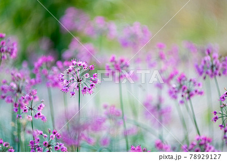 ラッキョウの花 (鳥取県北栄町) ラッキョウの花 (鳥取県北栄町) 78929127