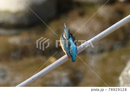 カワセミ 野鳥 水辺 青い鳥 カワセミ 野鳥 水辺 青い鳥 78929128