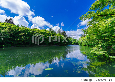 初夏の雲場池(長野県軽井沢） 78929134