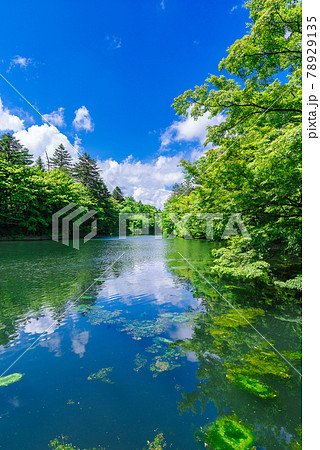 初夏の雲場池(長野県軽井沢） 78929135
