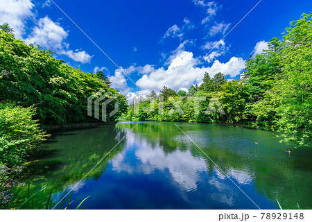 初夏の雲場池(長野県軽井沢) 初夏の雲場池(長野県軽井沢) 78929148