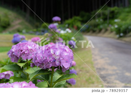 雨が似合う紫陽花　　紫色 78929357