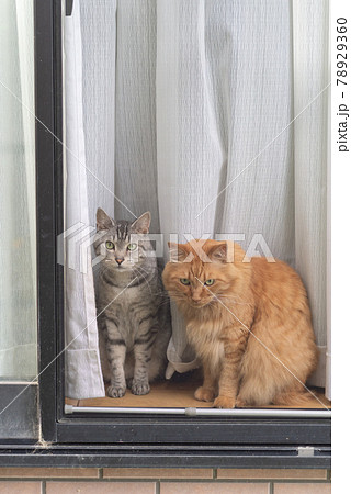 窓越しの猫 78929360
