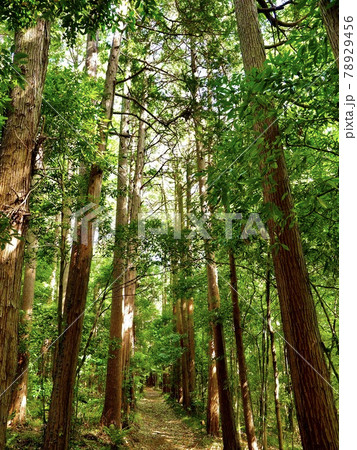 横浜市　三保市民の森4 78929456