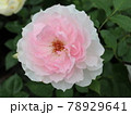 シャリマー バラ 78929641