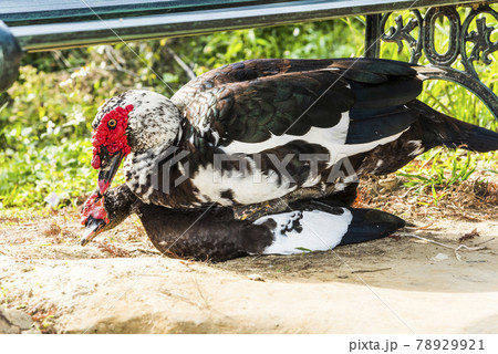 A male Muscovy duck pressed against a female Muscovy duck on the ground A male Muscovy duck pressed against a female Muscovy duck on the ground 78929921