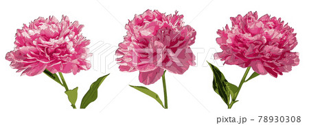 Set of three peonies flowers papercut 3d with shadows.  78930308