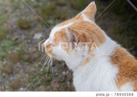 猫の後ろ姿　茶白猫 78930368
