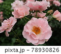 リサリサ　バラ 78930826