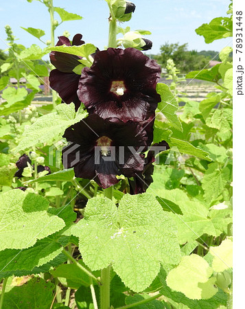 ブラックマロウ(タチアオイの黒紫花品種) ブラックマロウ(タチアオイの黒紫花品種) 78931448