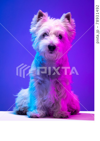 Portrait of cute white beautiful West Highland Terrier posing isolated on purple background in neon light. Portrait of cute white beautiful West Highland Terrier posing isolated on purple background in neon light. 78931492