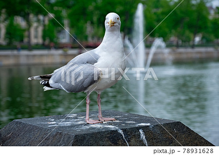 Seagull sitting near Hofvijver lake with fountain. The Haugue, the Netherlands 78931628