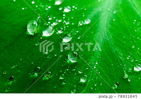 Close up Rain drops on Green Tree leaves. Water Raindrops on green plants leaf. Abstract texture pattern. Nature background. Beautiful Summer Monsoon rainy season Stock Photo. Close up Rain drops on Green Tree leaves. Water Raindrops on green plants leaf. Abstract texture pattern. Nature background. Beautiful Summer Monsoon rainy season Stock Photo. 78931645