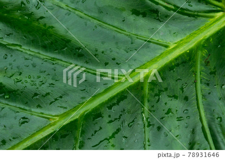 Close up Rain drops on Green Tree leaves. Water Raindrops on green plants leaf. Abstract texture pattern. Nature background. Beautiful Summer Monsoon rainy season Stock Photo. 78931646