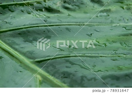 Close up Rain drops on Green Tree leaves. Water Raindrops on green plants leaf. Abstract texture pattern. Nature background. Beautiful Summer Monsoon rainy season Stock Photo. Close up Rain drops on Green Tree leaves. Water Raindrops on green plants leaf. Abstract texture pattern. Nature background. Beautiful Summer Monsoon rainy season Stock Photo. 78931647