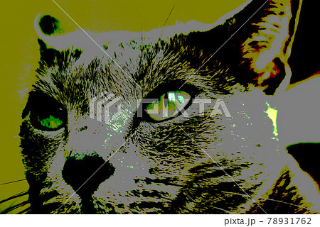 猫　ロシアンブルー 78931762