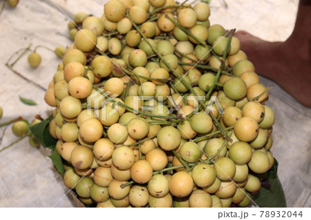 tasty baccaurea motleyana stock on basket in the farm for harvest 78932044