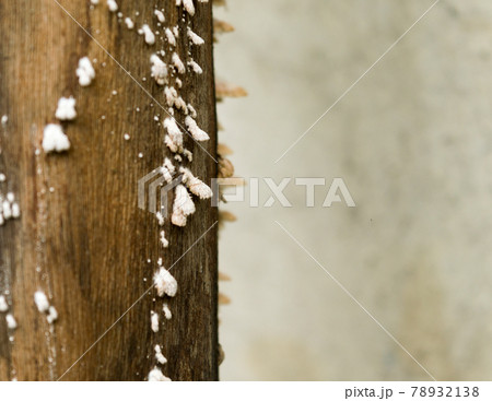 White wood fungus on high moisture and high humidity wooden surface. White mold like powdery fungus of fungal species on tree trunk. Selective focus. Nature background. Copy Space Room for Text. 78932138
