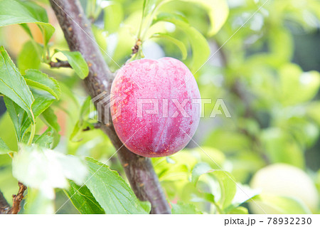 スモモ　プラム 78932230