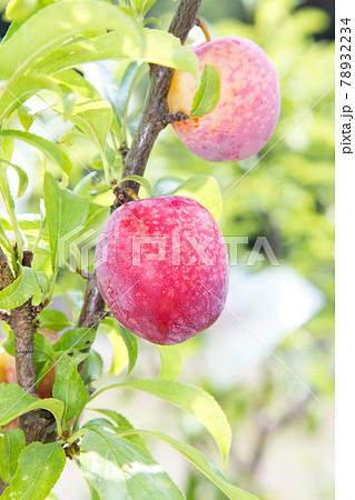 スモモ　プラム 78932234