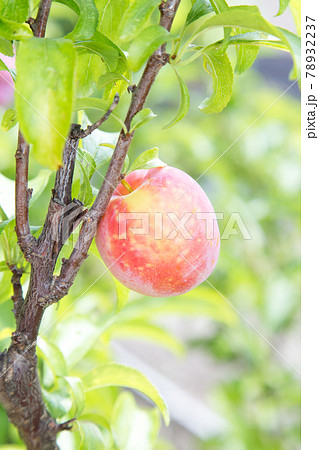 スモモ プラム スモモ プラム 78932237