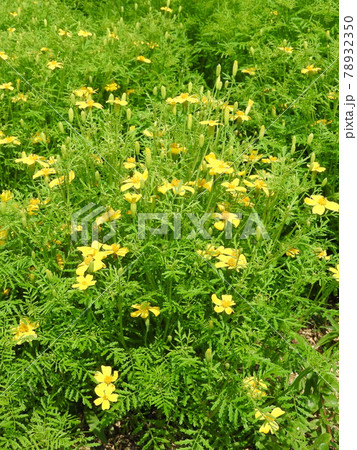 マリーゴールド・レモン・ジェム マリーゴールド・レモン・ジェム 78932350