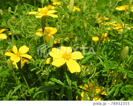 マリーゴールド・レモン・ジェム 78932355