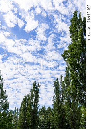 青空 雲 高い木 青空 雲 高い木 78932406