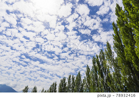 青空　雲　高い木 78932416