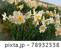斐伊川堤防のスイセン 78932538
