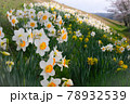 斐伊川堤防のスイセン 78932539