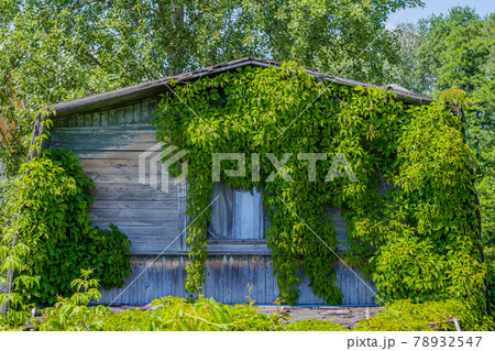 Wild grapes woe the facade of an old abandoned house Wild grapes woe the facade of an old abandoned house 78932547
