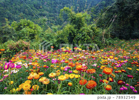 straw flower on the mountain and forest straw flower on the mountain and forest 78932549