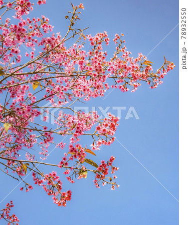 pink sakura flower with blue sky 78932550