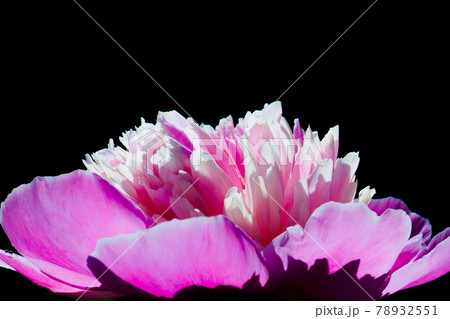 Pink peony bud on a black background 78932551