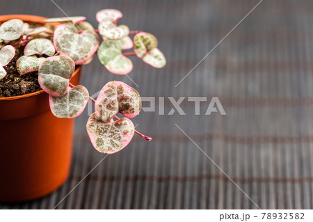 String of hearts young ceropegia plant in a pot 78932582